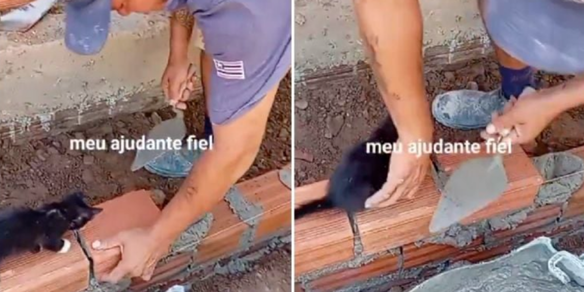 Gatito "ayuda" a albañil en plena construcción y conquista las redes sociales
