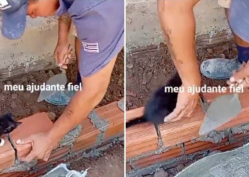 Gatito "ayuda" a albañil en plena construcción y conquista las redes sociales
