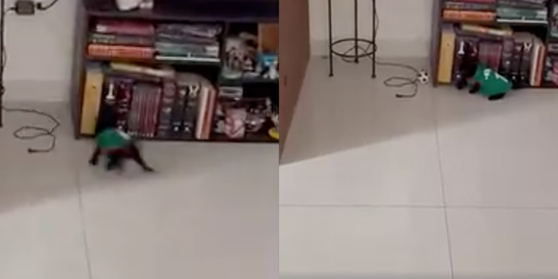 Gatito futbolero conquista las redes con su habilidad para jugar con un mini balón