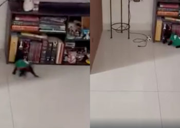 Gatito futbolero conquista las redes con su habilidad para jugar con un mini balón