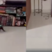 Gatito futbolero conquista las redes con su habilidad para jugar con un mini balón
