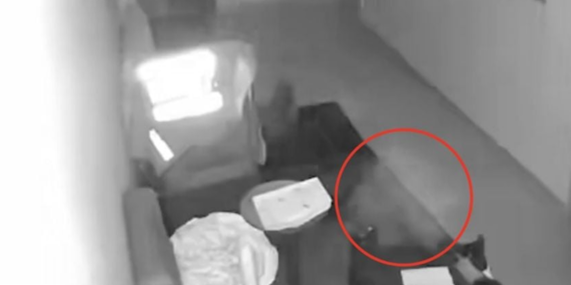 ¿Gato fantasma? Video viral desata debate tras presunta aparición paranormal