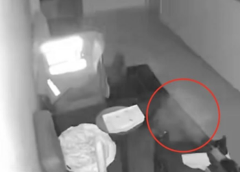 ¿Gato fantasma? Video viral desata debate tras presunta aparición paranormal