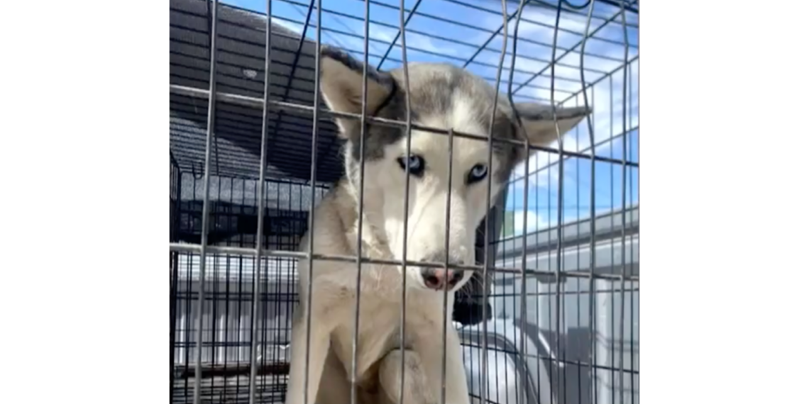 Dueño de husky asegurado por DABA teme que vaya a ser sacri.ficado