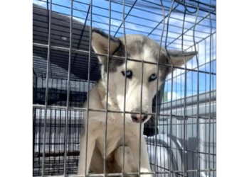 Dueño de husky asegurado por DABA teme que vaya a ser sacri.ficado