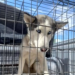 Dueño de husky asegurado por DABA teme que vaya a ser sacri.ficado