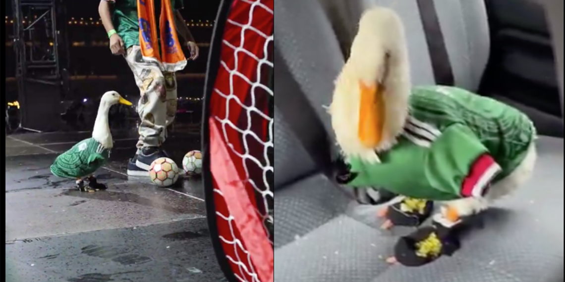 Roban los zapatos al pato Merlín, la mascota más popular de la Copa del Mundo 2026