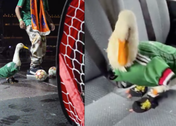 Roban los zapatos al pato Merlín, la mascota más popular de la Copa del Mundo 2026