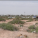 Hallan dos osamentas en fosas clandestinas durante operativo de búsqueda en el suroriente de Juárez