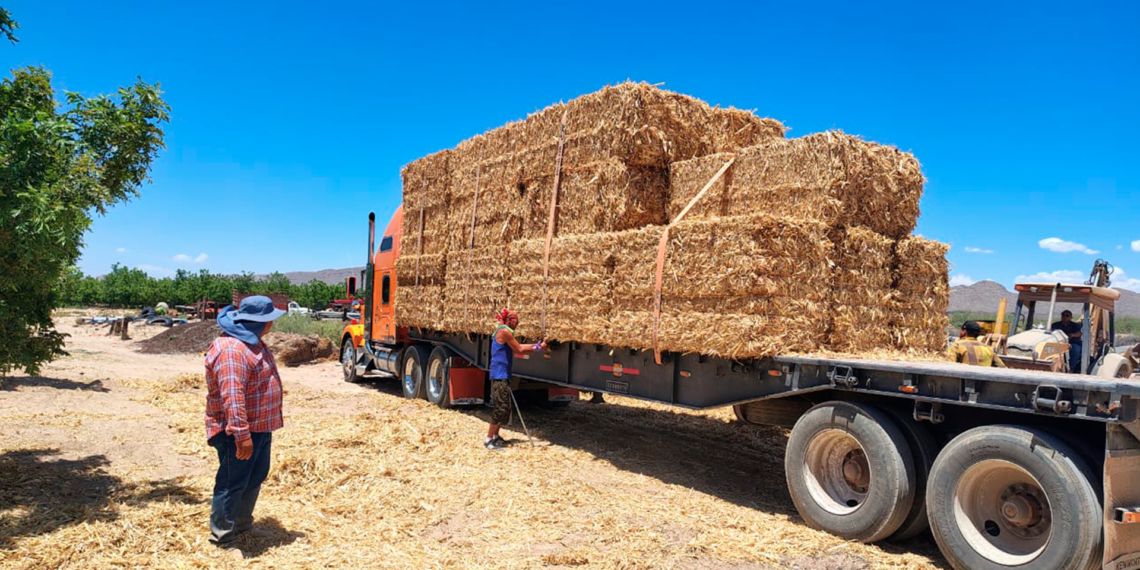 Entregan pacas de rastrojo de maíz a ganaderos de Juárez para enfrentar la sequía