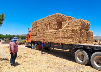 Entregan pacas de rastrojo de maíz a ganaderos de Juárez para enfrentar la sequía