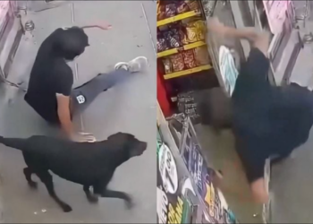 Hombre termina con fractura tras ser derribado por un perro que corría a toda velocidad