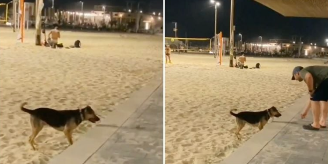 Perro conquista las redes al idear una ingeniosa forma de conseguir compañeros de juego