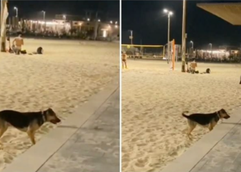Perro conquista las redes al idear una ingeniosa forma de conseguir compañeros de juego