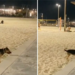 Perro conquista las redes al idear una ingeniosa forma de conseguir compañeros de juego