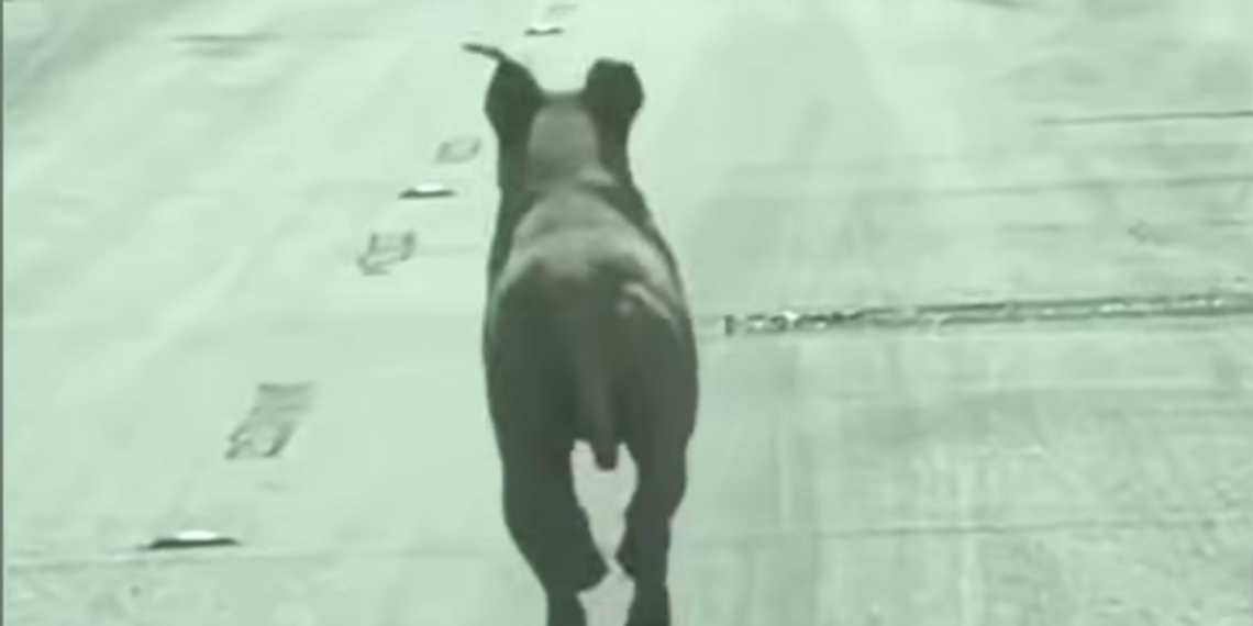 Pitbull corre tras vehículo de sus dueños; presunto abandono causa indignación