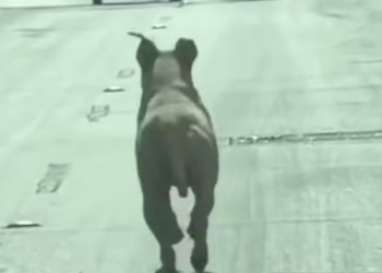 Pitbull corre tras vehículo de sus dueños; presunto abandono causa indignación