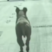 Pitbull corre tras vehículo de sus dueños; presunto abandono causa indignación