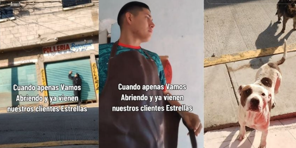 Pollero conquista TikTok al alimentar a perritos callejeros que considera sus “clientes estrella”
