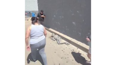 Creen encontrar un alien afuera de un supermercado y el video se vuelve viral