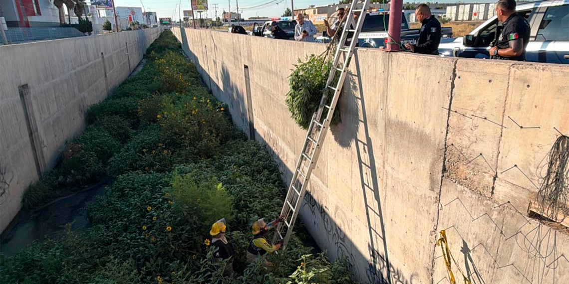 Aseguran planta de marih.uana de dos metros en un drenaje pluvial de Ciudad Juárez