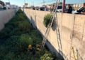 Aseguran planta de marih.uana de dos metros en un drenaje pluvial de Ciudad Juárez