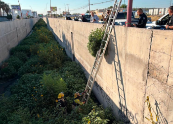 Aseguran planta de marih.uana de dos metros en un drenaje pluvial de Ciudad Juárez