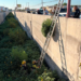Aseguran planta de marih.uana de dos metros en un drenaje pluvial de Ciudad Juárez