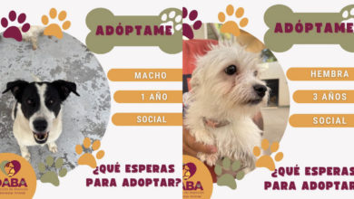 DABA busca hogar para 85 mascotas; invita a la ciudadanía a adoptar