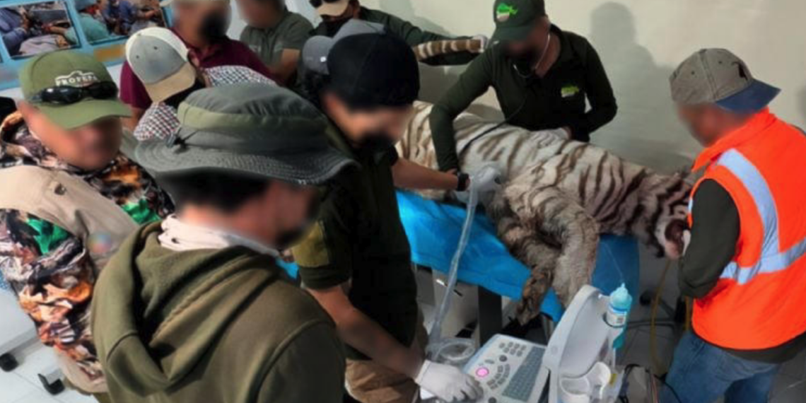 Mue.re Kenzo, tigre de Bengala que escapó en Edomex; Profepa confirma que fa.lleció tras operativo de captura