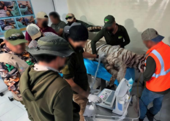 Mue.re Kenzo, tigre de Bengala que escapó en Edomex; Profepa confirma que fa.lleció tras operativo de captura