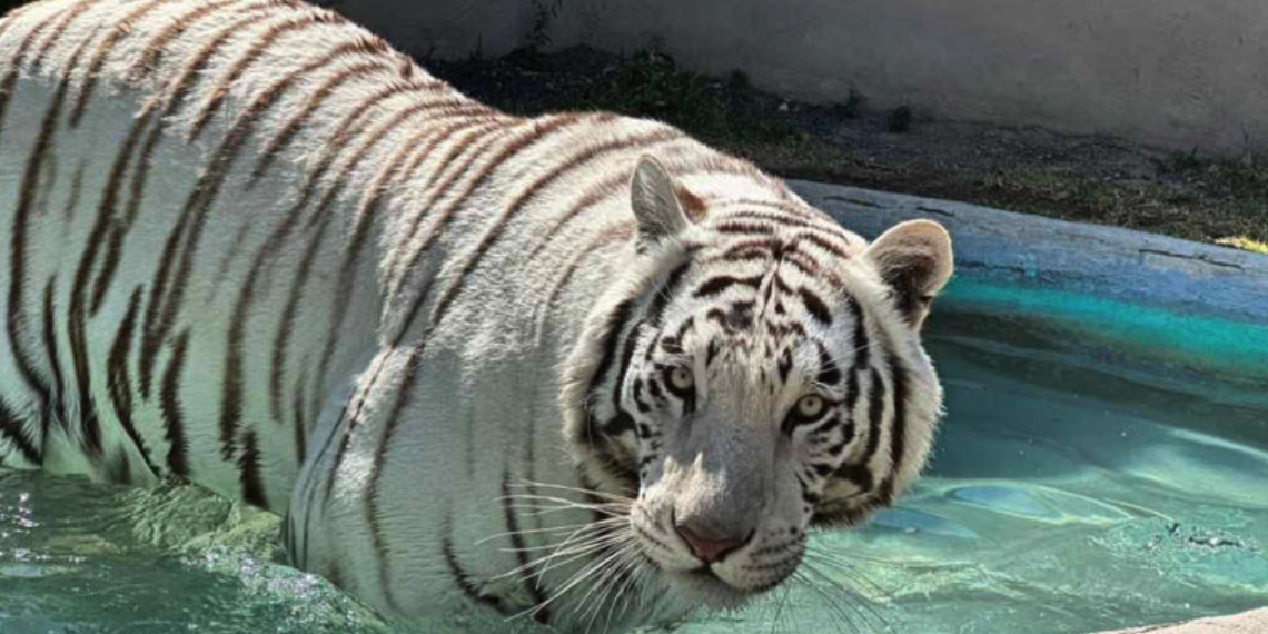UNAM realiza necropsia al tigre Kenzo; Profepa espera resultados para esclarecer su muer.te