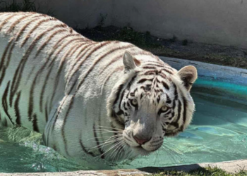 UNAM realiza necropsia al tigre Kenzo; Profepa espera resultados para esclarecer su muer.te