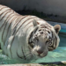 UNAM realiza necropsia al tigre Kenzo; Profepa espera resultados para esclarecer su muer.te