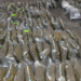 Condenan a 8 años de prisión a hombre por transportar más de 152 kilos de marihuana