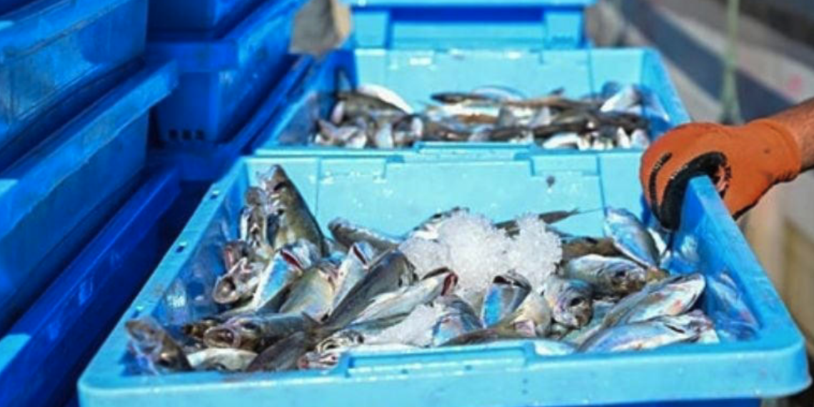 Noruega solicita nuevo cargamento de pescado durante el Mundial 2026 para cuidar la alimentación de sus jugadores