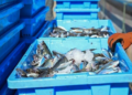 Noruega solicita nuevo cargamento de pescado durante el Mundial 2026 para cuidar la alimentación de sus jugadores