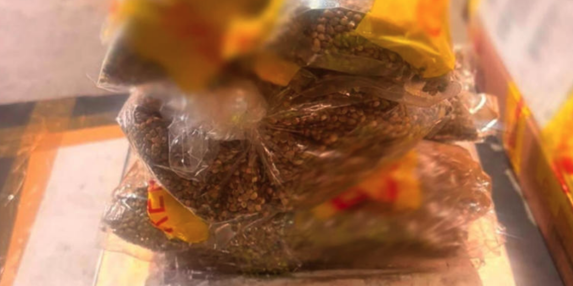 Decomisan muñecos vudú con 2.5 kilos de semillas de cannabis en aduana de Guadalajara
