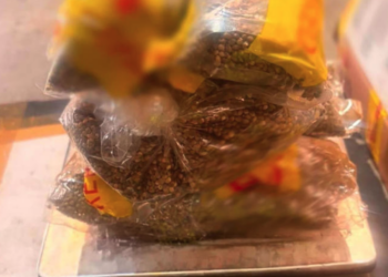 Decomisan muñecos vudú con 2.5 kilos de semillas de cannabis en aduana de Guadalajara