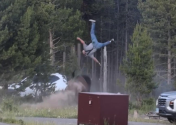 Bisonte embiste y deja gravemente herido a turista en Yellowstone