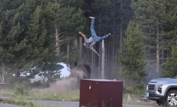 Bisonte embiste y deja gravemente herido a turista en Yellowstone