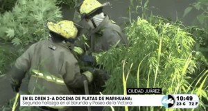 Localizan una docena de plantas de mari.huana en el Dren 2-A de Ciudad Juárez