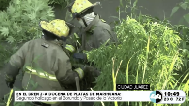 Localizan una docena de plantas de mari.huana en el Dren 2-A de Ciudad Juárez