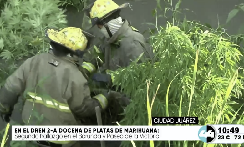 Localizan una docena de plantas de mari.huana en el Dren 2-A de Ciudad Juárez
