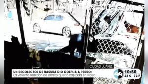 Localizan una docena de plantas de mari.huana en el Dren 2-A de Ciudad Juárez