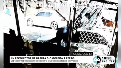 Localizan una docena de plantas de mari.huana en el Dren 2-A de Ciudad Juárez