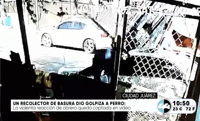 Localizan una docena de plantas de mari.huana en el Dren 2-A de Ciudad Juárez