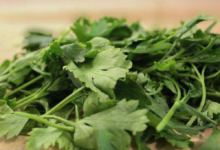Estados Unidos investiga si cilantro y perejil de México están relacionados con brote de ciclosporiasis