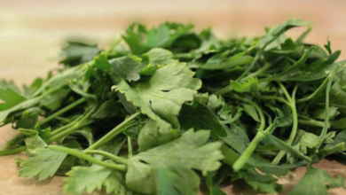 Estados Unidos investiga si cilantro y perejil de México están relacionados con brote de ciclosporiasis