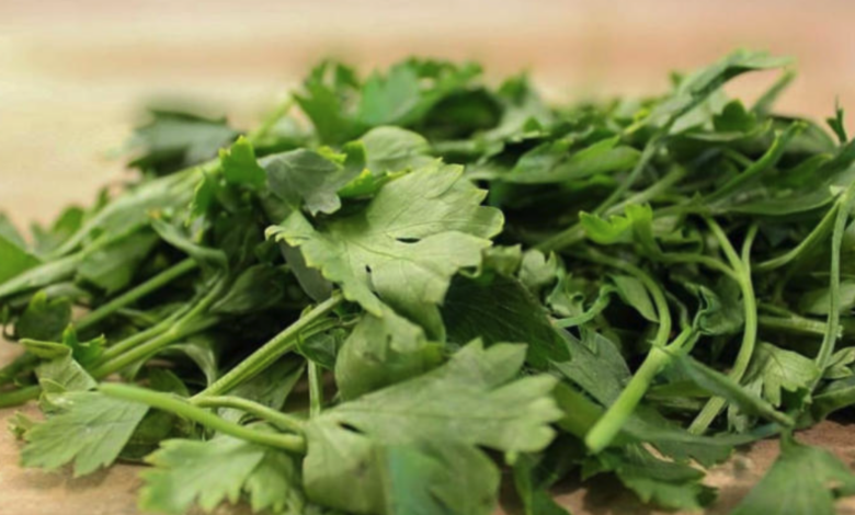 Estados Unidos investiga si cilantro y perejil de México están relacionados con brote de ciclosporiasis